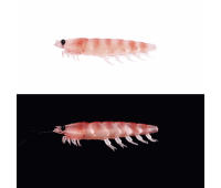 Силікон Daiwa Kaiteki Real Okiami Worm 3L (5шт) raw krill